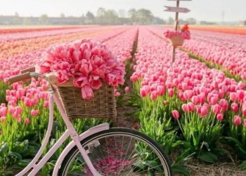 أجمل حدائق أمستردام