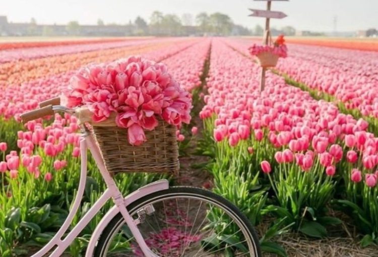 أجمل حدائق أمستردام