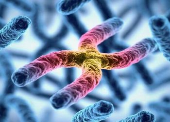 ما العوامل التي وصفها مندل وتتحكم في صفات المخلوقات الحية