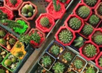 معرض الزهور السوري الدولي يمزج التراث بالفن… فيديو وصور