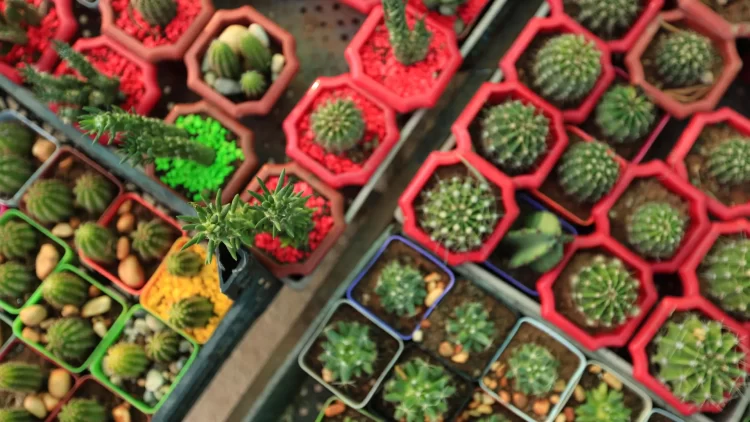 معرض الزهور السوري الدولي يمزج التراث بالفن… فيديو وصور