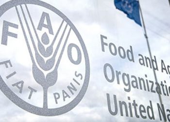 الفاو: تراجع مؤشر أسعار الغذاء للشهر السادس في أيلول